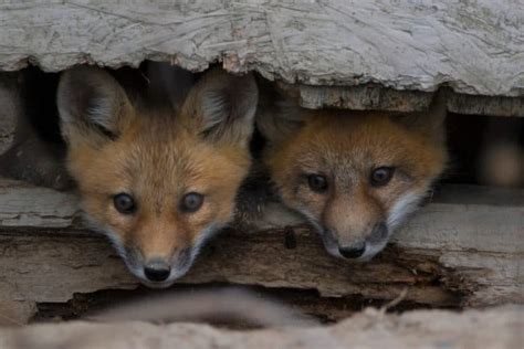 What To Do If You See A Fox In Your Yard Step By Step Pest Pointers