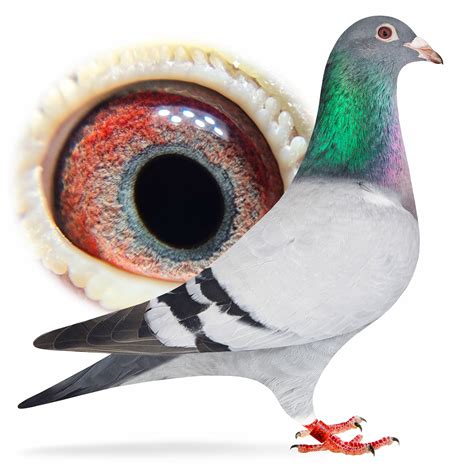 Racing Pigeons For Sale - Walkers Racing Pigeons