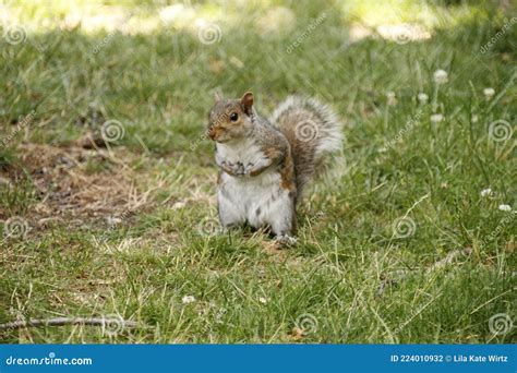 Squirrel Praying Squirrel Stock Photo Image Of Away 224010932