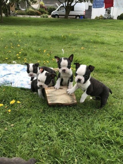 🌎 join the world of boston terriers 🐾 📲 follow and tag/dm us to get your dog featured! Boston Terrier Puppies For Sale | Austin, TX #241056