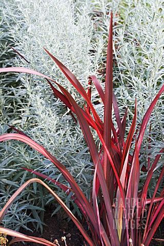 We did not find results for: TRE14517- PHORMIUM 'DAZZLER' & ARTEMISIA LUDOVICIANA ...