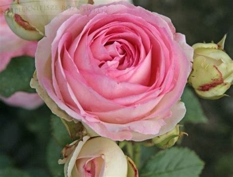 Róża Eden Rose Pierre De Ronsard Sklep Internetowy Dom I Ogród