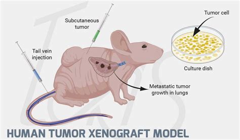 Tumor Xenograft Models Were Established In Nude Mice A And The My XXX