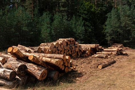 Pile Of Logs In The Forest Stock Photo Image Of Stack 237946216