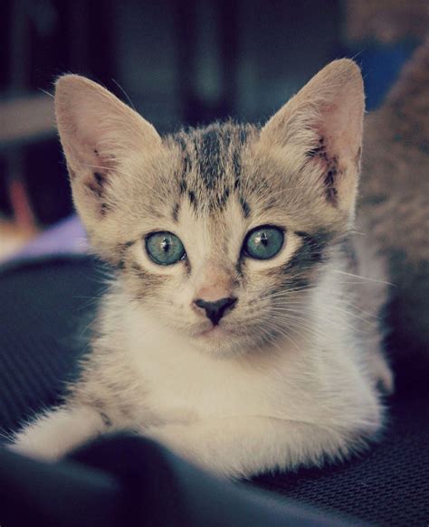 Cats That Dont Shed #ExpensiveCats Key: 6746954046 # ...