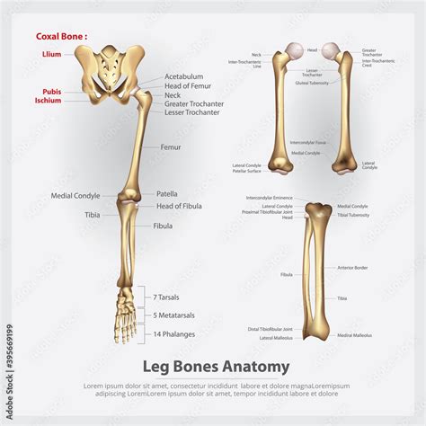 Human Anatomy Leg Bones Vector Illustration Stock Vector Adobe Stock