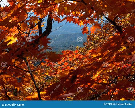 Landscape Of Maple Forest Stock Image Image Of Closeup 2241859