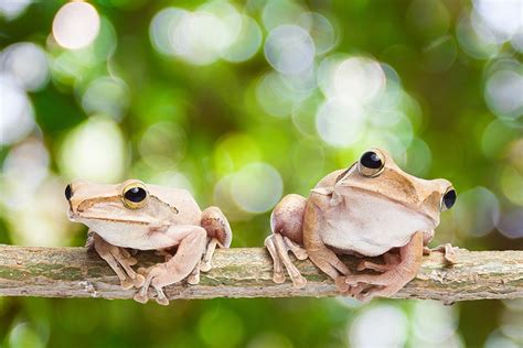 Everything You Ever Wanted To Know About Frog Sex But Were Afraid To Ask Jstor Daily