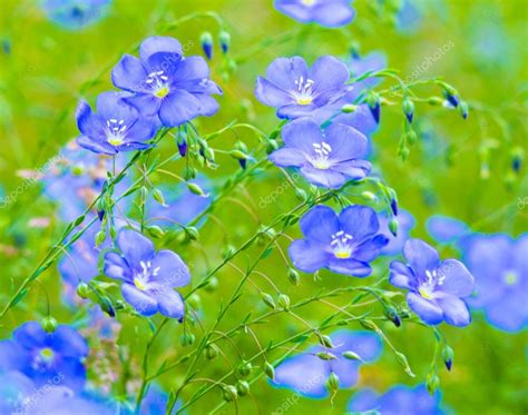 Flax Flowers A Field Of Blue Flax Blossoms Blue Flax Blue Fla ⬇