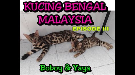 Persilangan ini dilakukan pada tahun 1889 dengan tujuan untuk menciptakan imunitas alami kucing. Kucing Bengal Malaysia EPISODE III - YouTube