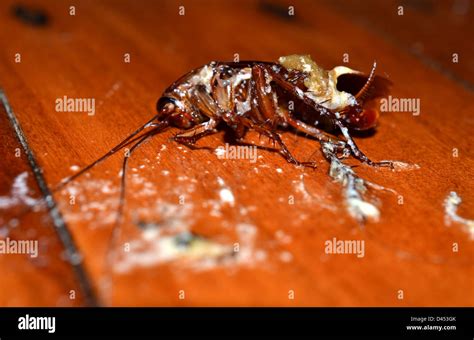 Squashed Insect Hi Res Stock Photography And Images Alamy