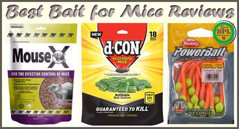 10 Best Bait For Mice Review Of 2023 Best Product Lab