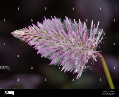 Pink Mulla Mulla Ptilotus Flower Stock Photo Alamy