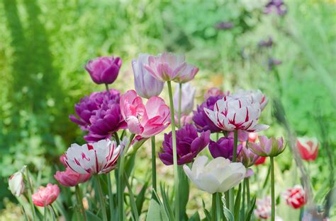 Photos Of Spring Flowers Use Irish Spring To Keep Out Garden Pests