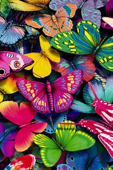 Colorful Butterfly Wallpaper