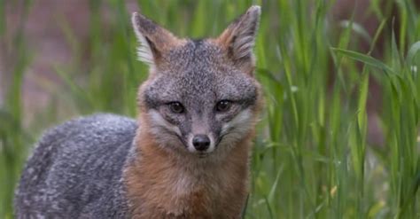 Gray Fox Pictures Az Animals