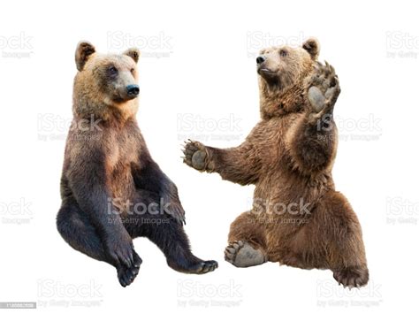 Brown Bear Stands On Its Hind Legs And The Second Looks At It On A