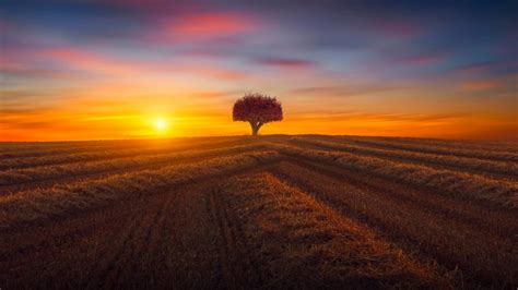Lone Tree In The Field At Sunset Wallpaper Backiee