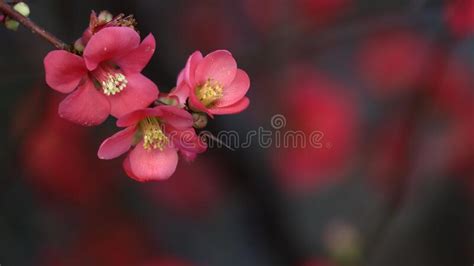 Red Winter Flowers Close Up On Blur Background Stock Photo Image Of