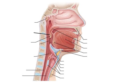 Structures Of Pharynx And Larynx Diagram Quizlet