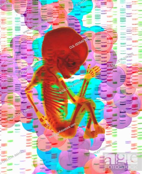 Digital Composite Of Human Fetus And Dna Stock Photo Picture And