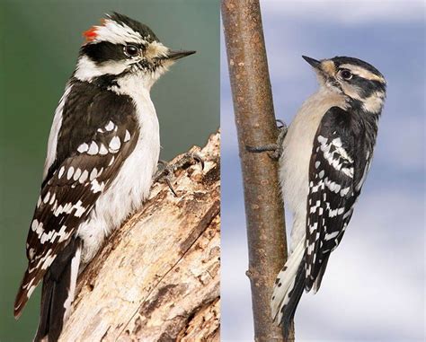 Male And Female Downy Woodpeckers Common Birds Backyard Birds Birds