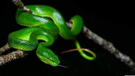 Green White Lipped Pit Viper Venomous Snake Female Ultra Hd Desktop