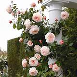 English Climbing Roses Photos