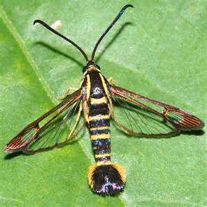 Clearwing Moth Synanthedon Arkansasensis Bugguidenet