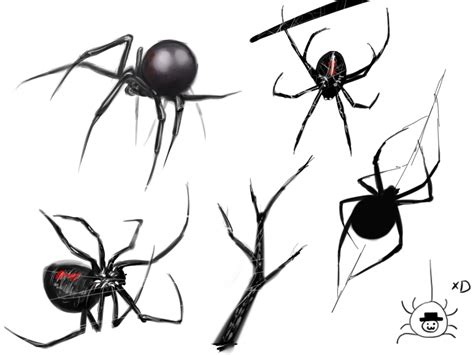 Realistic Black Widow Spider Drawings Clip Art Library