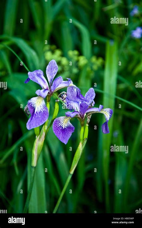 Blue Iris Stock Photo Alamy