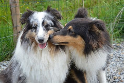 Dog French Kissing Decoded Dogs Love Us More