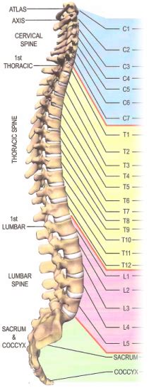 Spinal Nerve Chart Raleigh Triangle Neck And Back Pain Raleigh