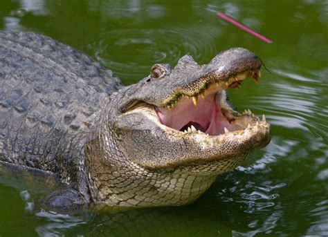 Alligator Crocodiles Reptiles And Amphibians Predator