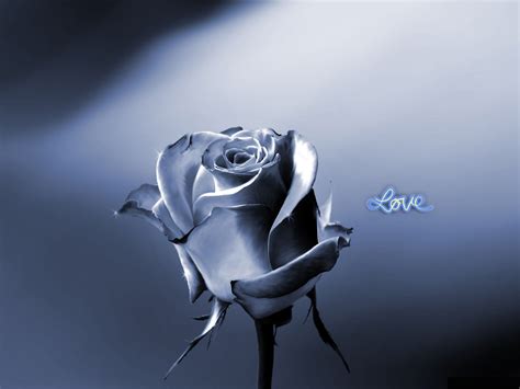 76 Wallpaper Flower Rose Love Wallpapersafari