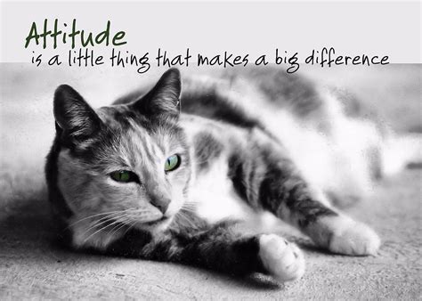 Big Cat Quotes Quotesgram