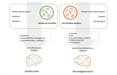The Role Of Nutrition And Gut Microbiota In The Pathogenesis Of