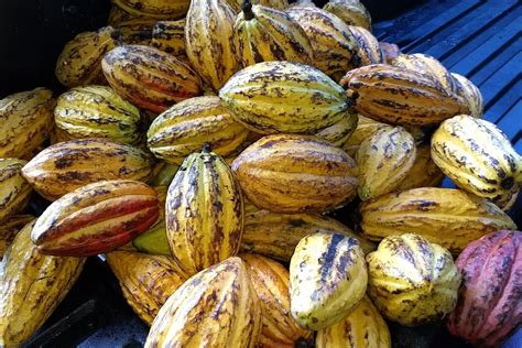 Assorted Cacao Fruits Montoso Gardens