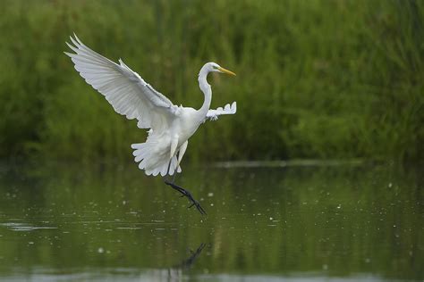 Si caratterizza per le sue notevoli dimensioni. Ardea alba - Airone bianco maggiore - volo - Wilderness Photo