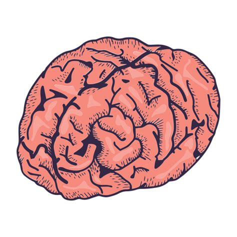 Realistic Brain Illustration Transparent Png Svg Vect
