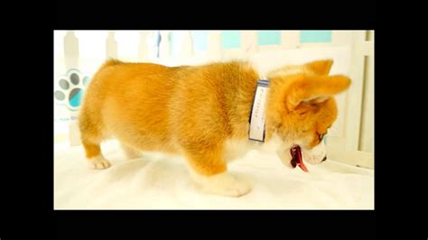 Lancaster puppies has a rowdy of cardigan welsh corgis, corgi puppies, and welsh corgi puppies. Pembroke Welsh Corgi Puppies for sale San Diego Puppy - YouTube