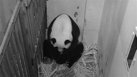 Oh Baby Giant Panda Mei Xiang Gives Birth At National Zoo Wftv