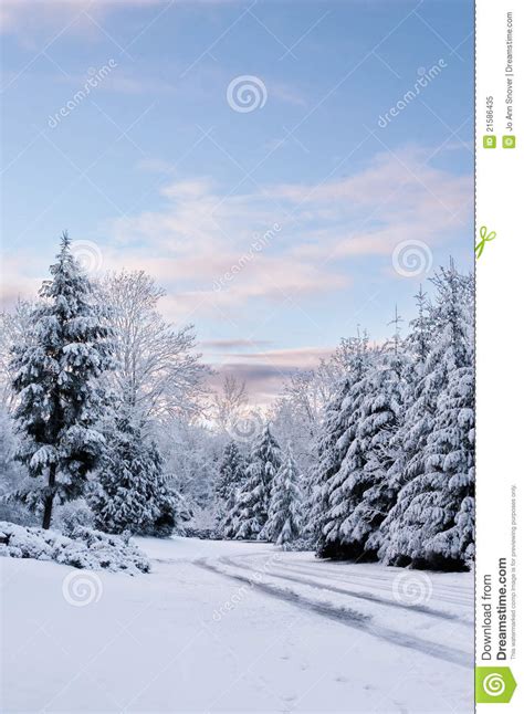 Snowy Early Morning Stock Image Image Of Morning Evergreens 21586435