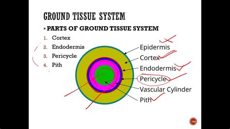Plant Anatomy Tissue Systems Part V Ground Tissue System Cortex Youtube