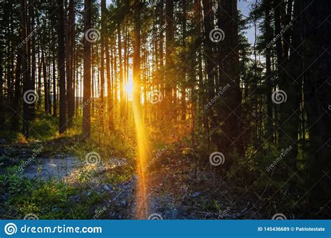 The Sun S Rays Make Their Way Through The Branches Stock Image Image