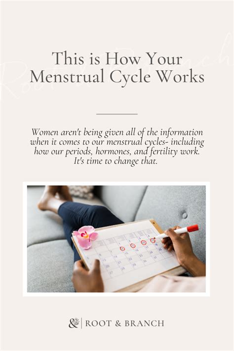 This Is How Your Menstrual Cycle Works Root Branch Nutrition