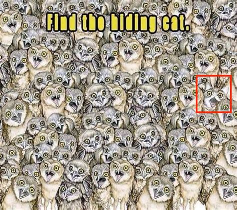 Find Hidden Cat Brain Puzzles
