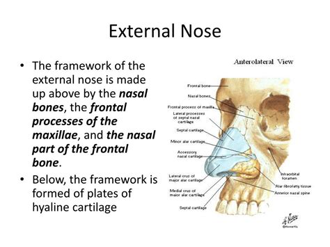 Ppt Anatomy Of Nose And Paranasal Sinus Powerpoint Presentation Free