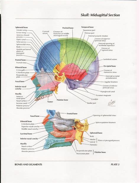 Netter Head And Neck Anatomy Gallery Album On Imgur Medical Anatomy