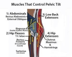 If your hip flexors are too tight (or too strong) in comparison to their opposing muscles, the glutes, then your lower back muscles are likely this should create a stretch across the front of your left hip. Postural Analysis - stretches for lower back pain | Russell Jenkins